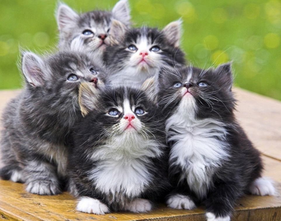 Милые котята