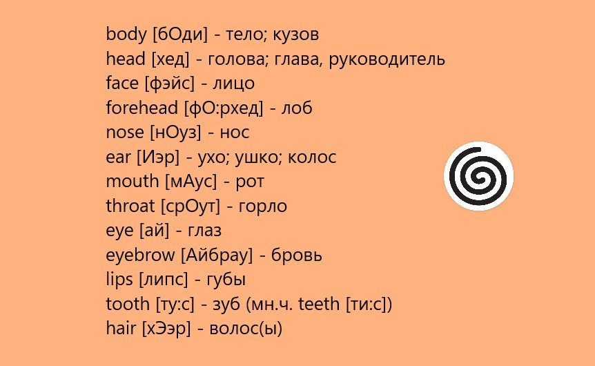 Части тела на английском
