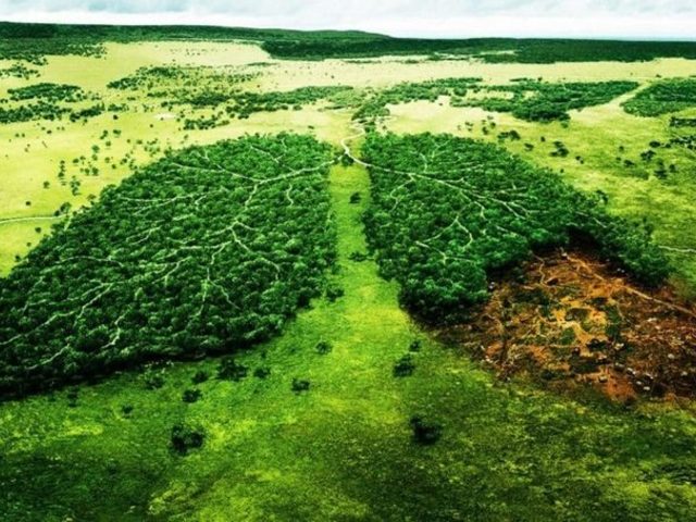 Какая продолжительность жизни у деревьев — дуба, березы, ели, сосны, липы, рябины, яблони, клена, тополя?
