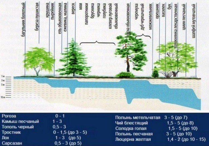 Растения подскажут