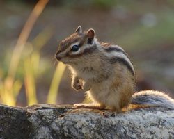 Бурундук домашний — сколько живет, что ест: уход, условия содержания, болезни