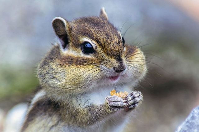 Щекастик