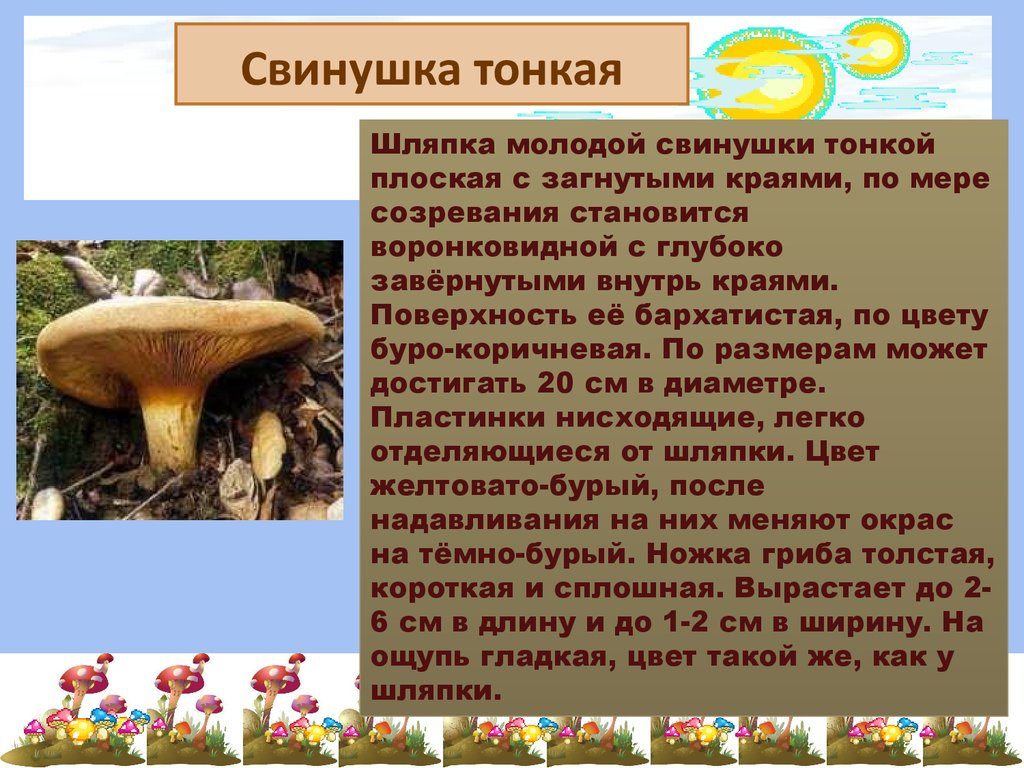 Описание гриба