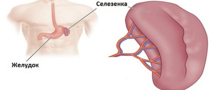 Селезенка