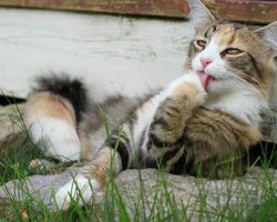 Почему кошка чешется, лижется, а блох нет? Кошка постоянно чешется: причины, способы лечения