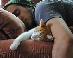 Какие полезные привычки можно позаимствовать у котов?