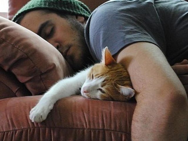 Какие полезные привычки можно позаимствовать у котов?