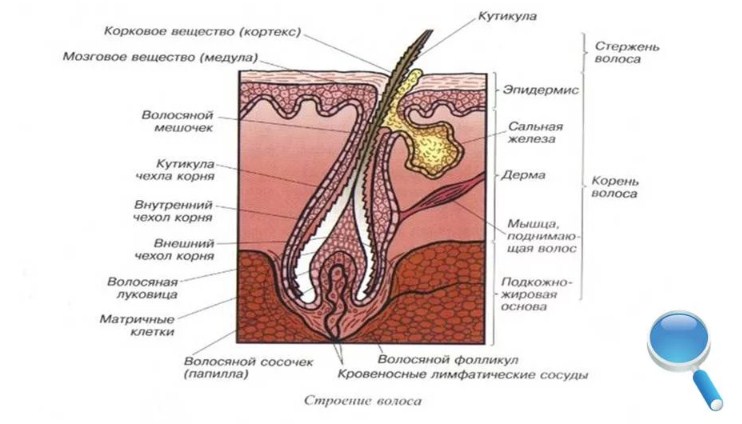Строение волоса для понимания глубины проникновения состава