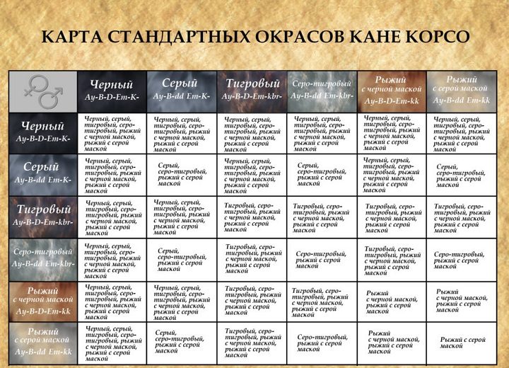 Окрас и цвета