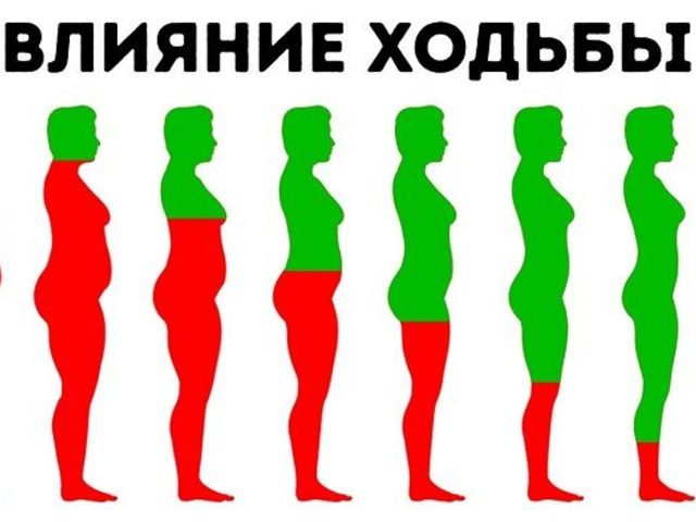 Сколько шагов нужно проходить в день пешком мужчинам и женщинам для здоровья, чтобы похудеть, беременным? Сколько в среднем метров в 1 шаге человека? За сколько шагов ходьбы сжигается 1 калория?