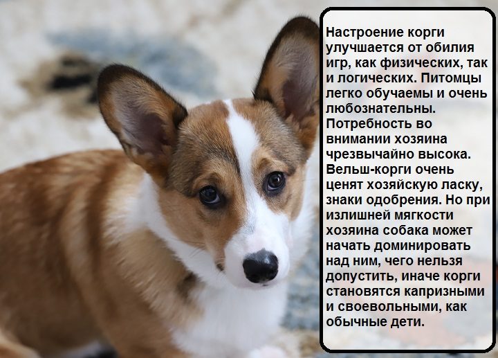 Характер