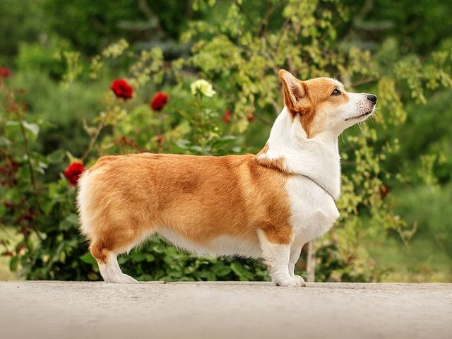 Королевский корги: стандарт, характер, описание породы, уход и питание, отзывы владельцев