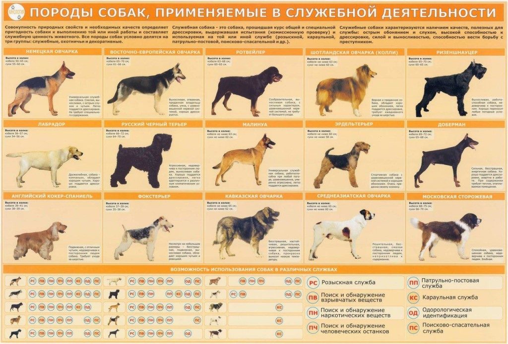 Служебные