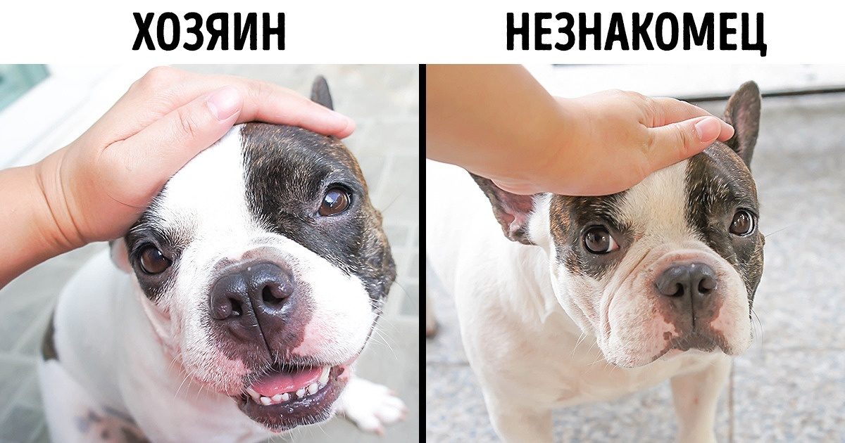 Реакция пса