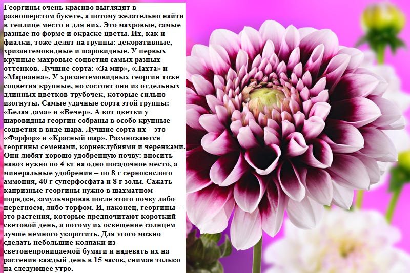 Георгины