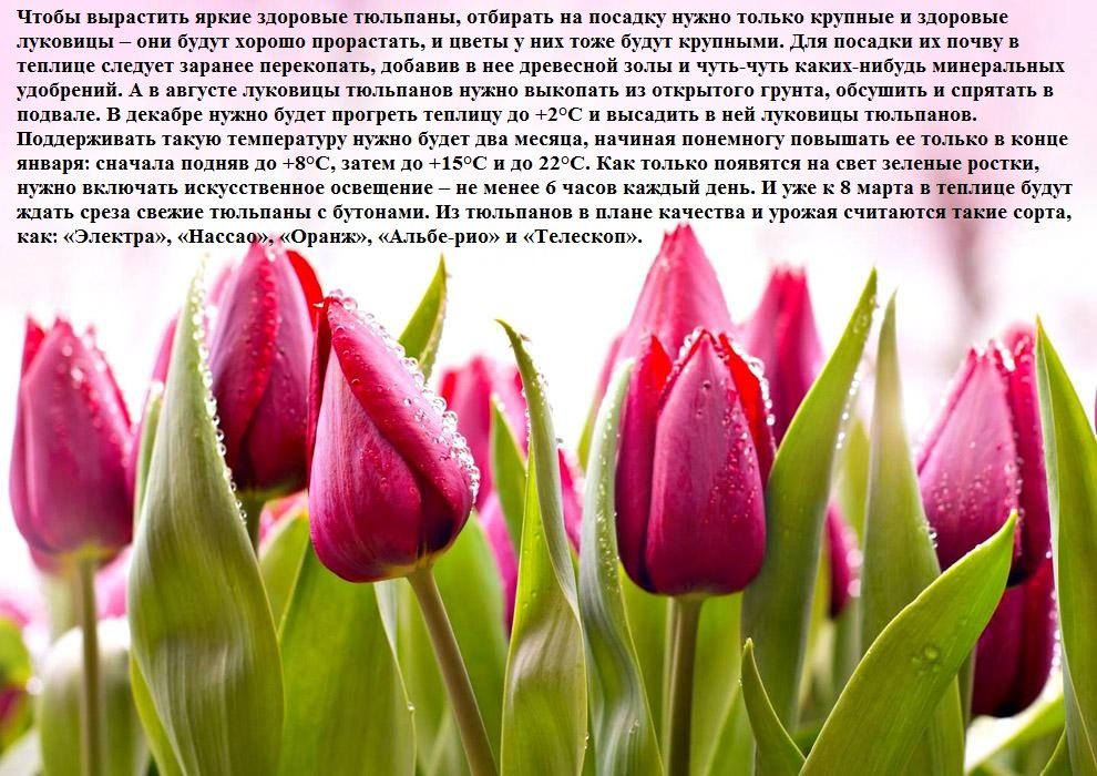 Тюльпанчики