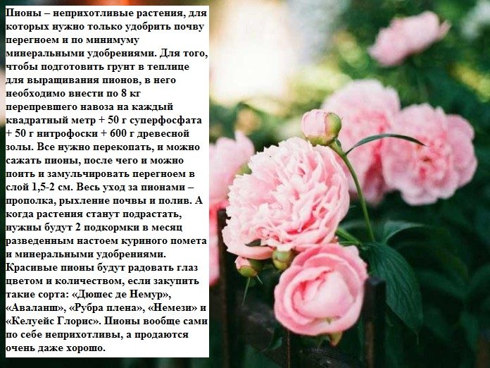 Нежные