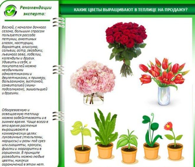 Выращивать можно любые цветы