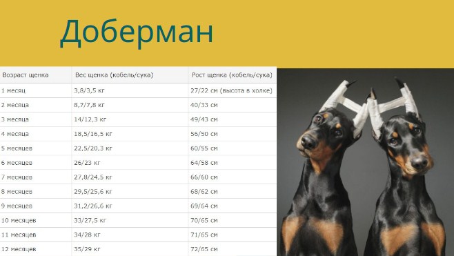 Развитие животных