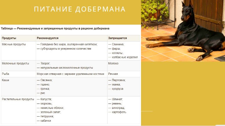 Как кормить питомца?