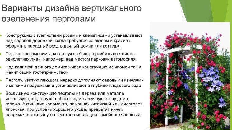 Озеленение перголы