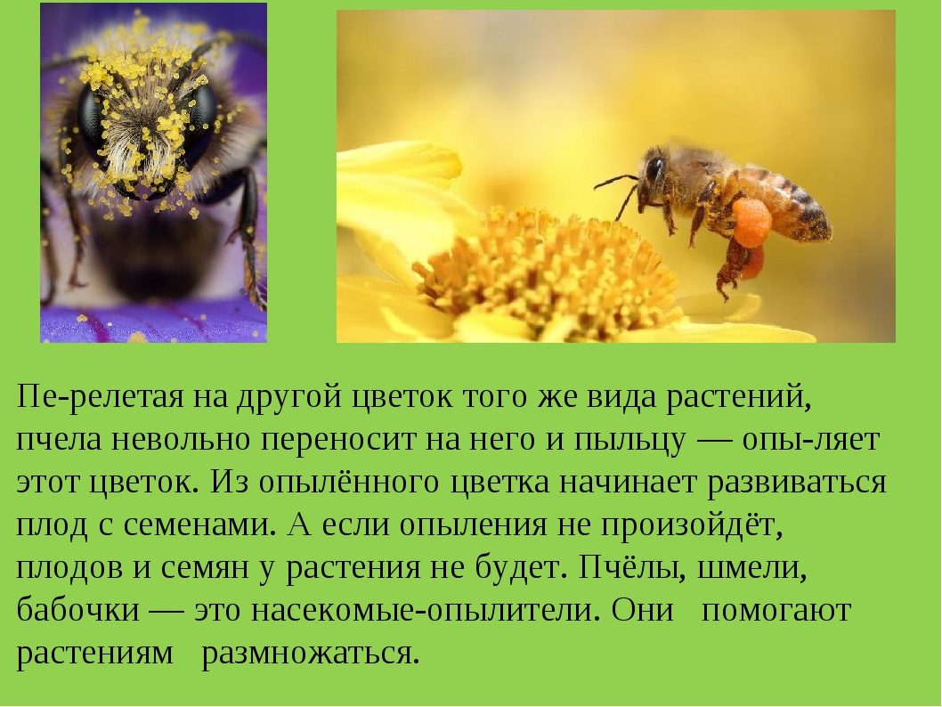 Пчелки