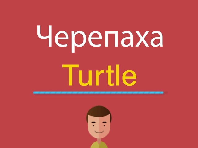 Слово черепаха на английском языке: перевод с транскрипцией. Описание черепахи на английском языке