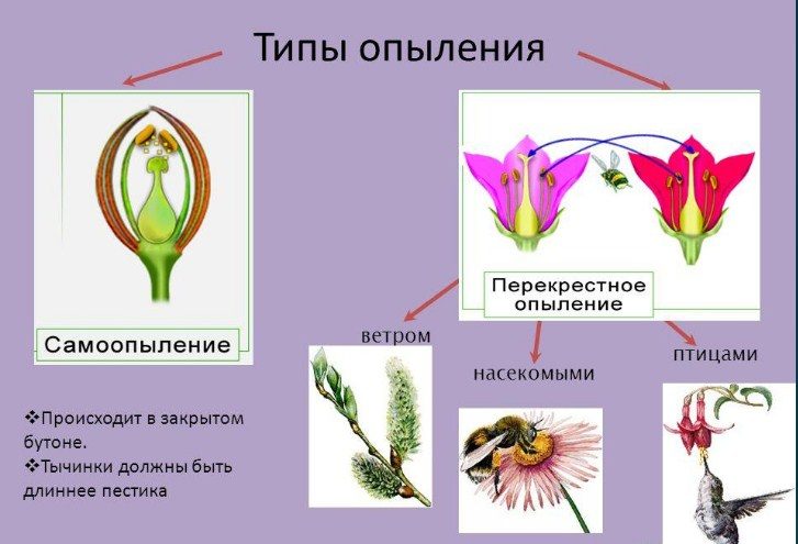 Опыление