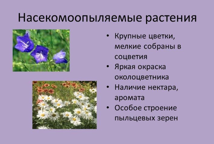 Опыление насекомыми