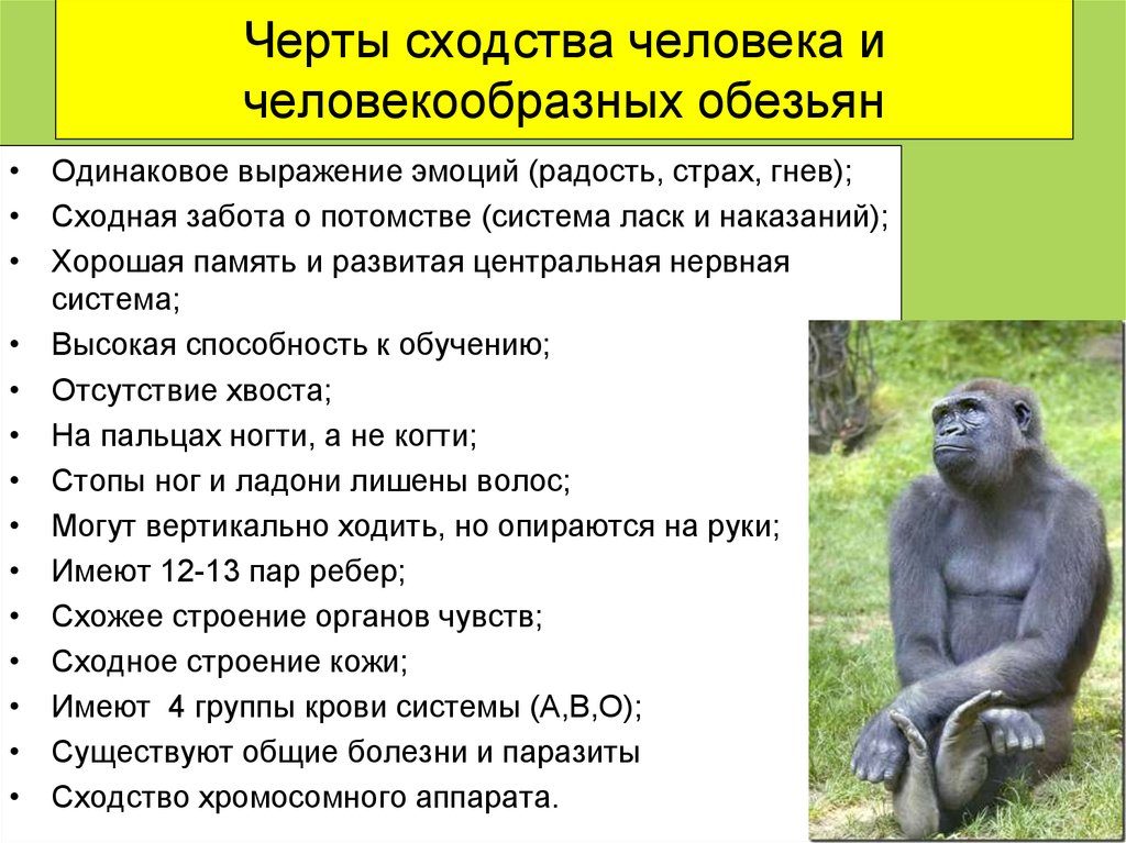 Сходство