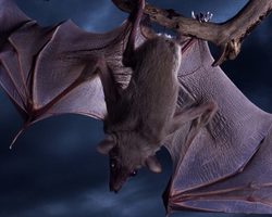 Летучая мышь: описание животного для детей. Где живет, чем питается и как размножается летучая мышь?