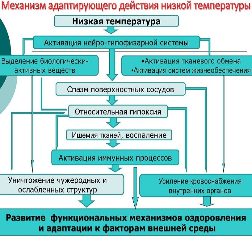 Механизм воздействия обливания на организм