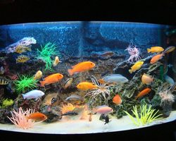 Почему аквариумы нельзя заполнять охлажденной прокипяченной водой?