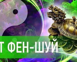 Что символизирует черепаха по Фен-Шуй: значение, описание, характеристика