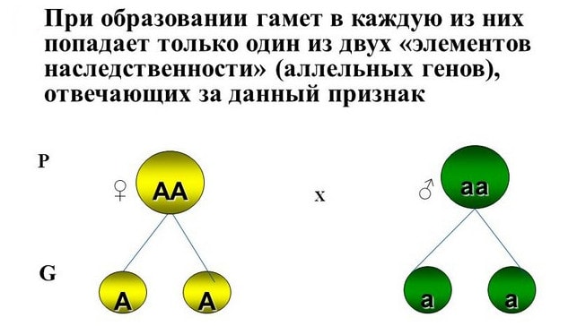 Гетеро и гомо