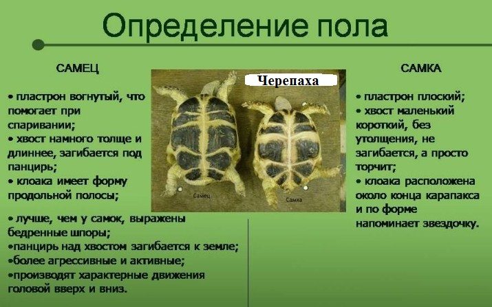 Определение пола