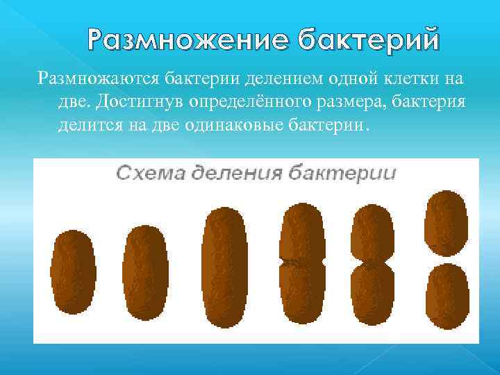 Размножение