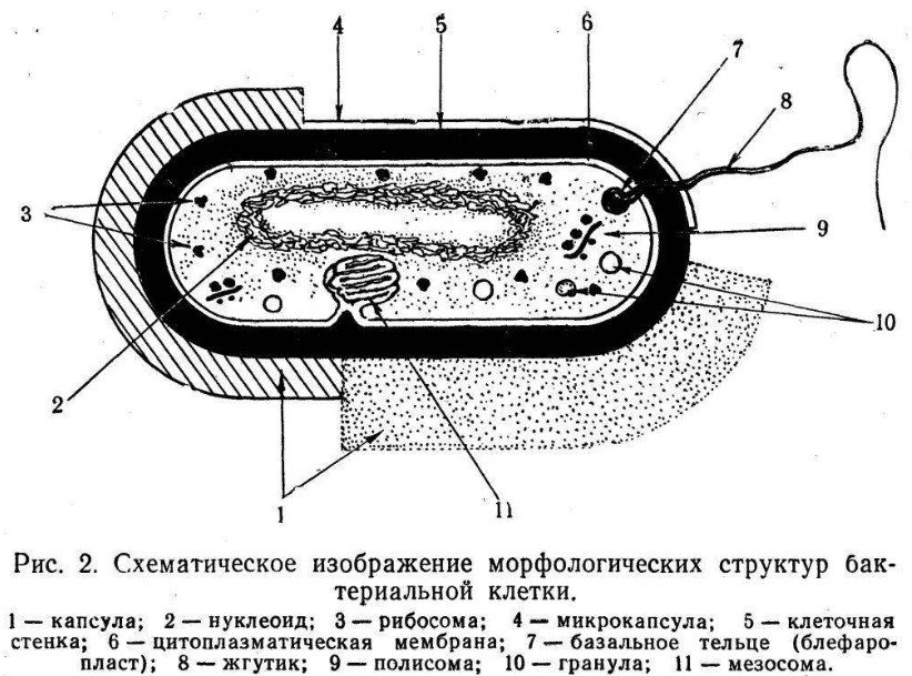 Состав