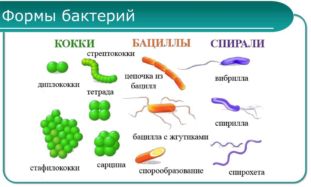 Формы