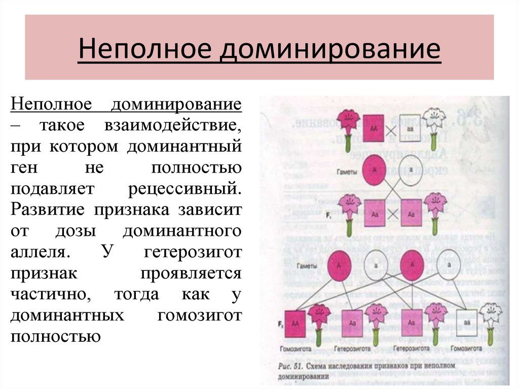 Неполное