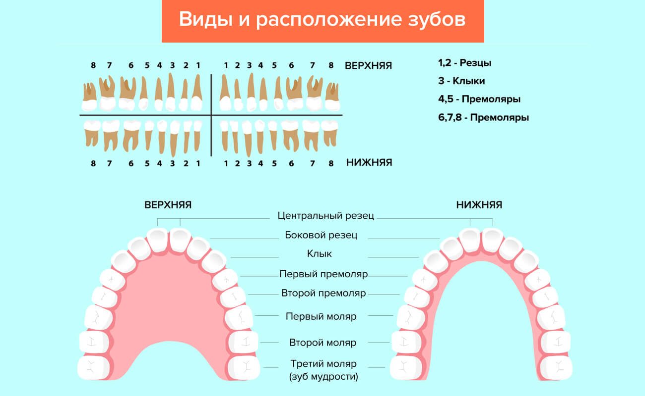 Расположение и виды