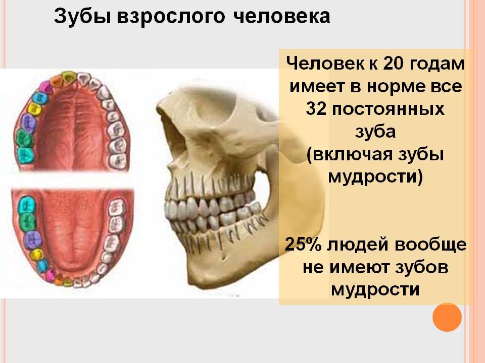 У взрослого