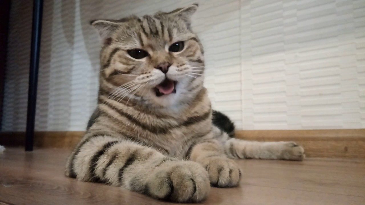 Милый котик