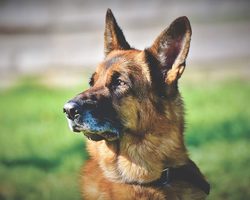 Самые сильные, умные, опасные породы собак. Кане Корсо, Аргентинский дог, доберман, питбуль, бульмастиф, ротвейлер, лабрадор, боксер, немецкая овчарка, алабай: какая собака лучше, умнее, сильнее, опаснее: сравнение, разница, кого лучше завести