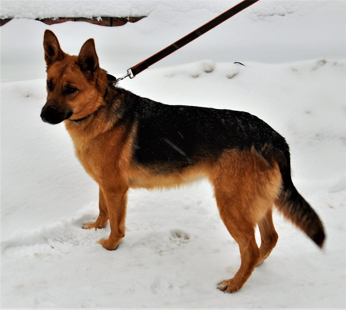 Овчарка