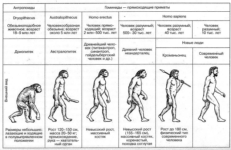 Эволюция