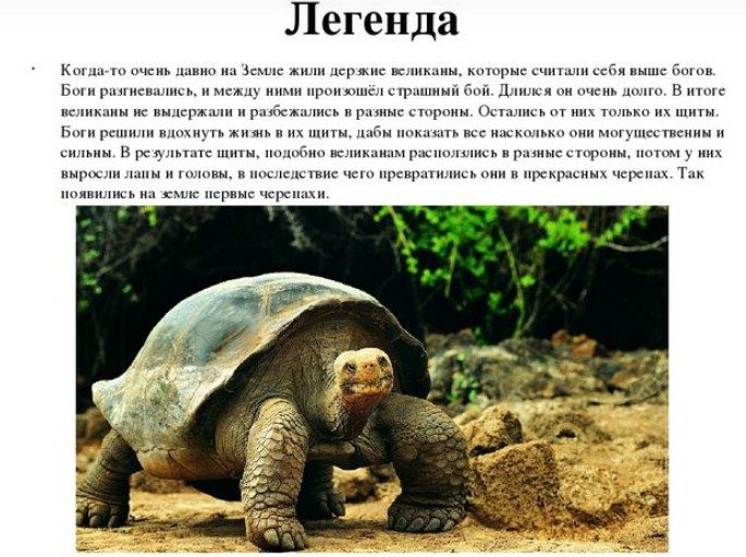 О черепахах