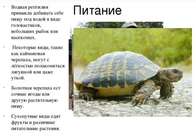 Питание черепах