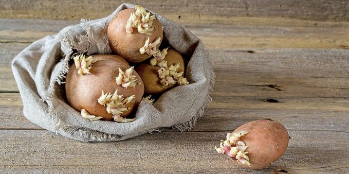 Лечение катаракты картофельными ростками