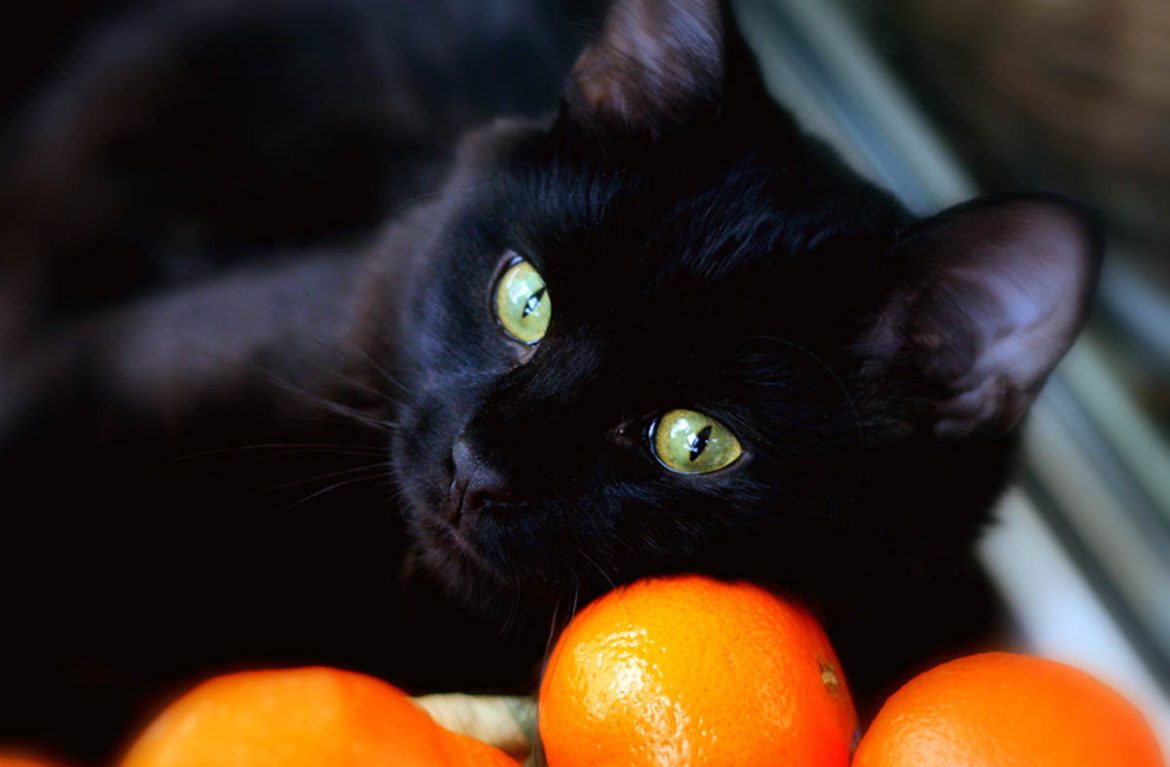 Коты не выносят запах цитрусовых
